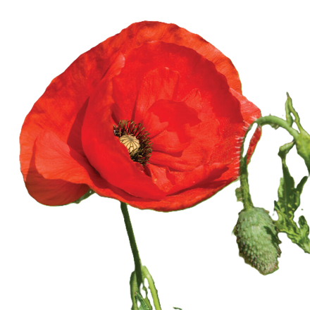 Corn Poppy Extract