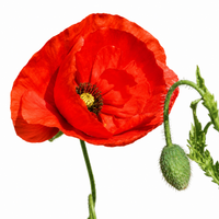 Corn Poppy