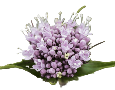 Valerian Root Extract