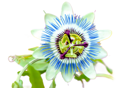 Passionflower