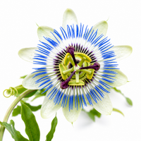 Passionflower