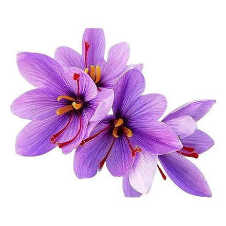 Saffr’Inside™ Saffron Extract